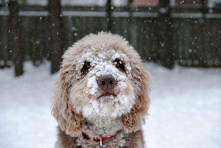 СУВОРІСТЬ ЗИМИ (СЛОВНИЧОК СТРАШНИХ МЕТАФОР, ЯКІ КЛИЧУТЬ ДО МИЛОСЕРДЯ)