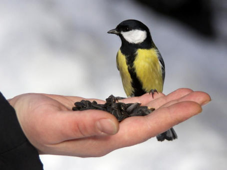 ПТАШИНІ ЇДАЛЬНІ, АБО ЯК ДОПОМОГТИ ПЕРНАТИМ ДРУЗЯМ ВЗИМКУ