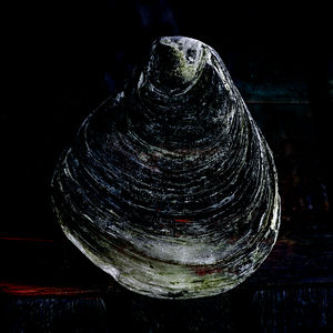 'Oyster Shell II_