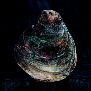 'Oyster Shell I_