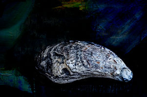 Oyster VII.jpg