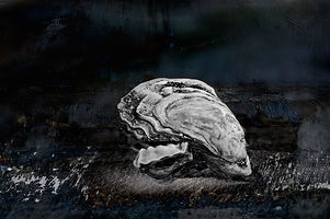 Oyster IV.jpg