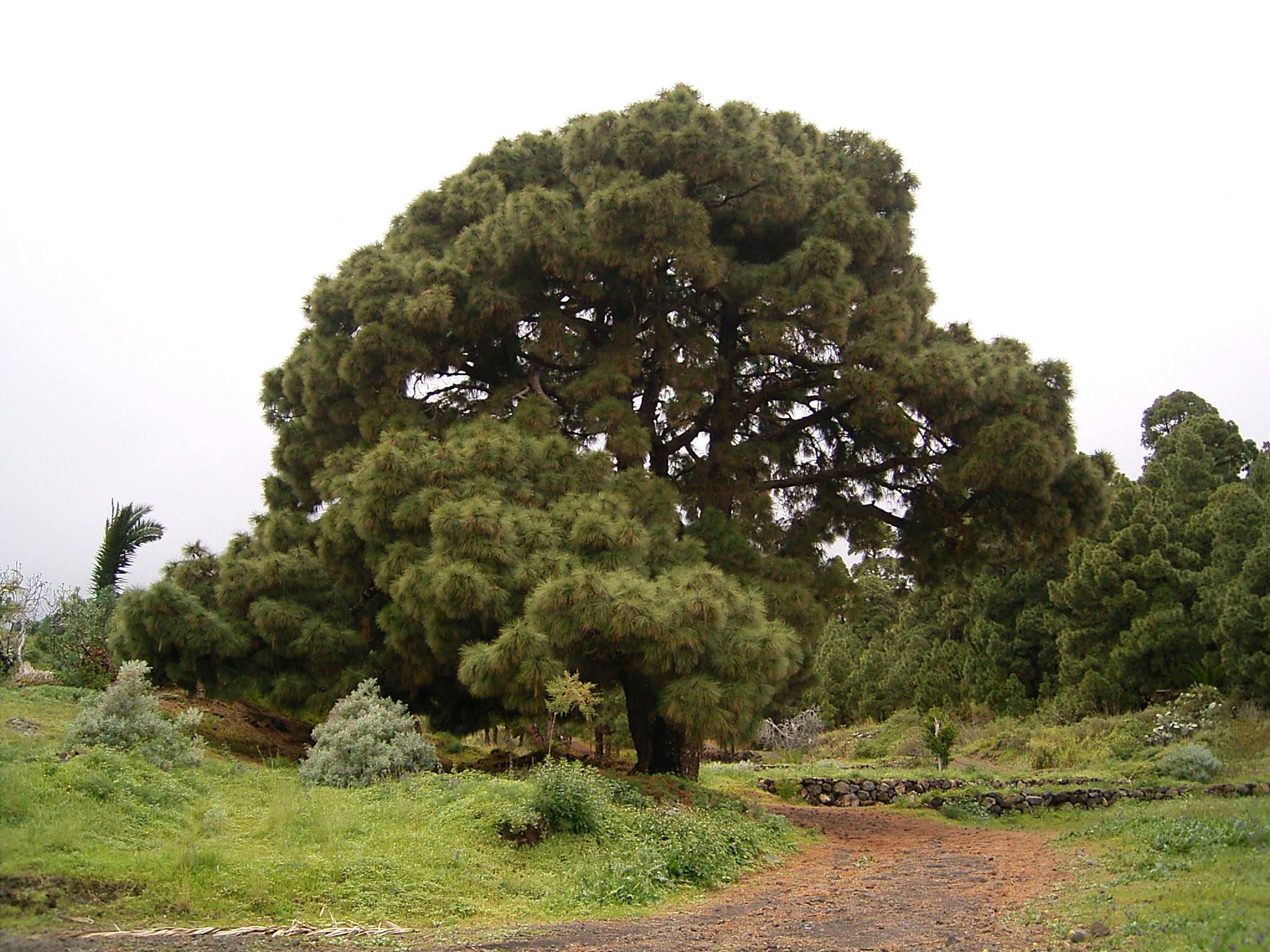 Canary Island Pine (Pinus canariensis)