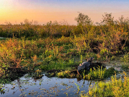 Guía para viajar a los Esteros del Iberá