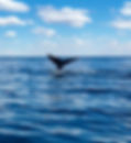 Qué hacer en Puerto Madryn