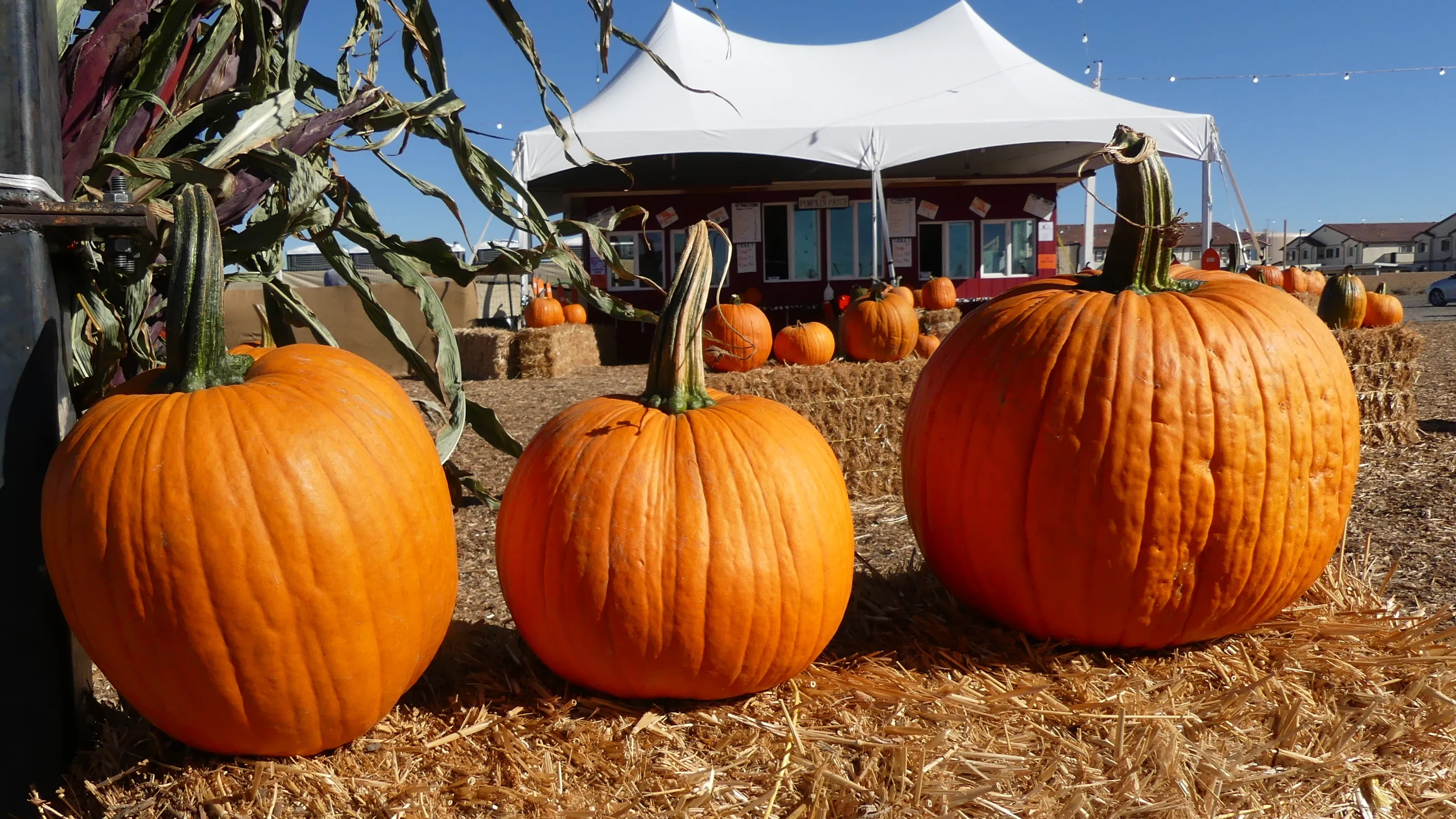 Exciting attractions and pumpkin patches at Seasonal Adventures Pumpkin Patch in Las Vegas.