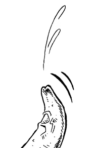 tongue