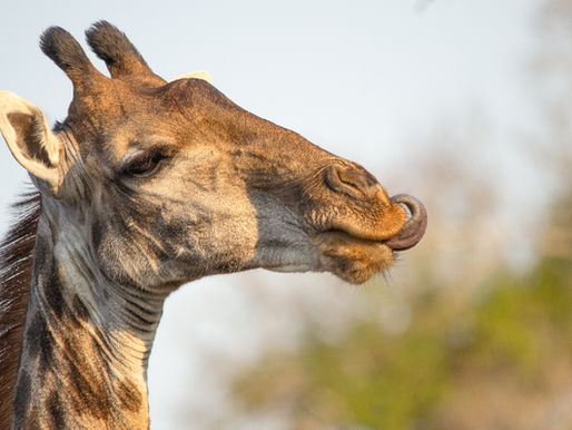 Safari Dust