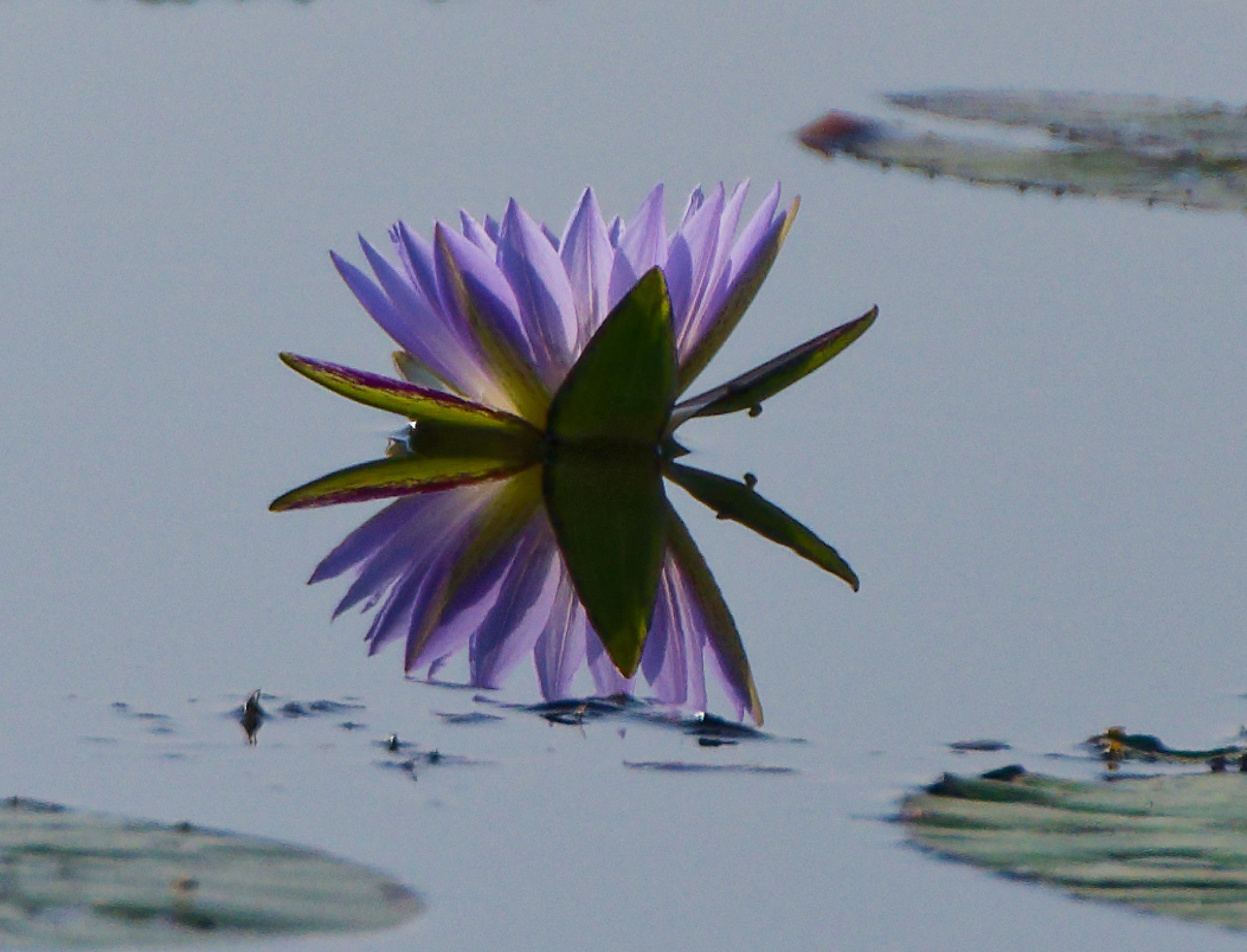 Lilies of the River
