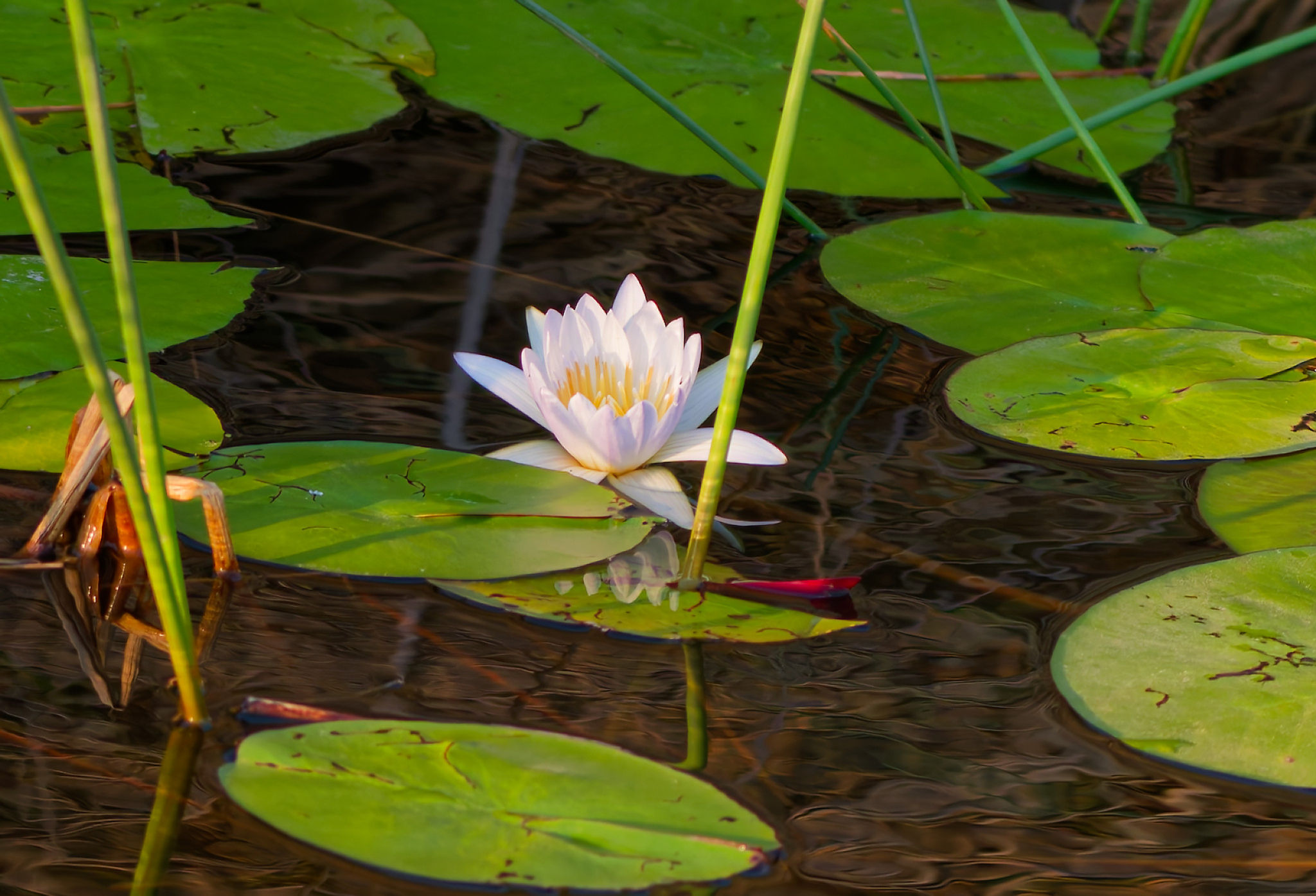 Lily
