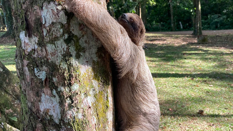 how to see sloths in Costa Rica