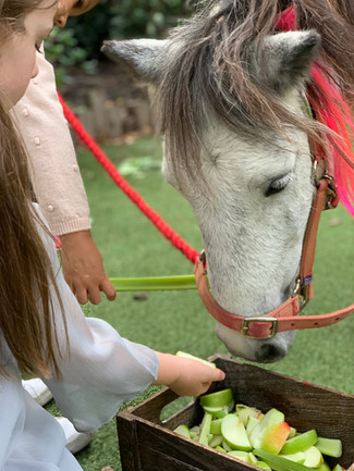 Pony Rides