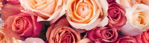 peach roses.PNG