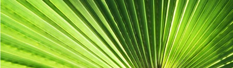 palm.PNG