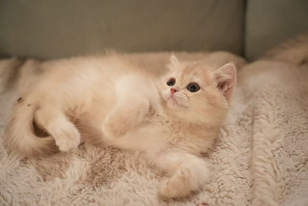 _cgi-bin_mmwebwx-bin_webwxgetmsgimg__&MsgID=6088936211571955618&skey=_crypt_e1b21bef_43f28