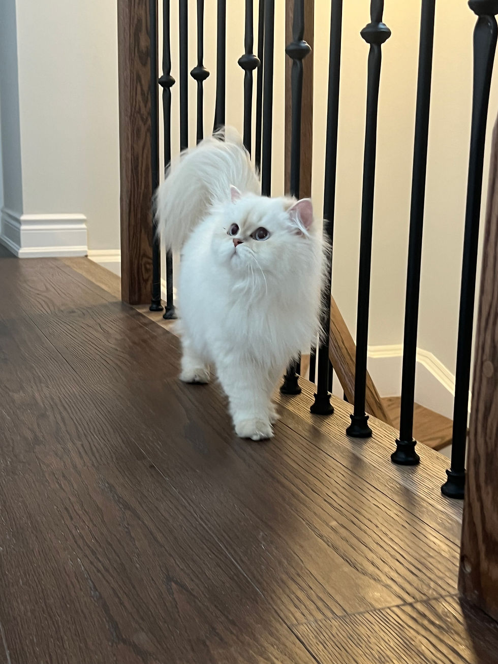 Juliet – Lilac Golden Point British Longhair Queen250802115203