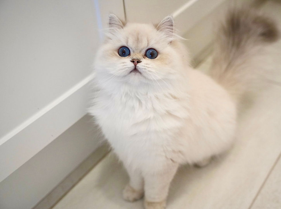 Gaogao – Blue Golden Point (AY1133) British Longhair Queen