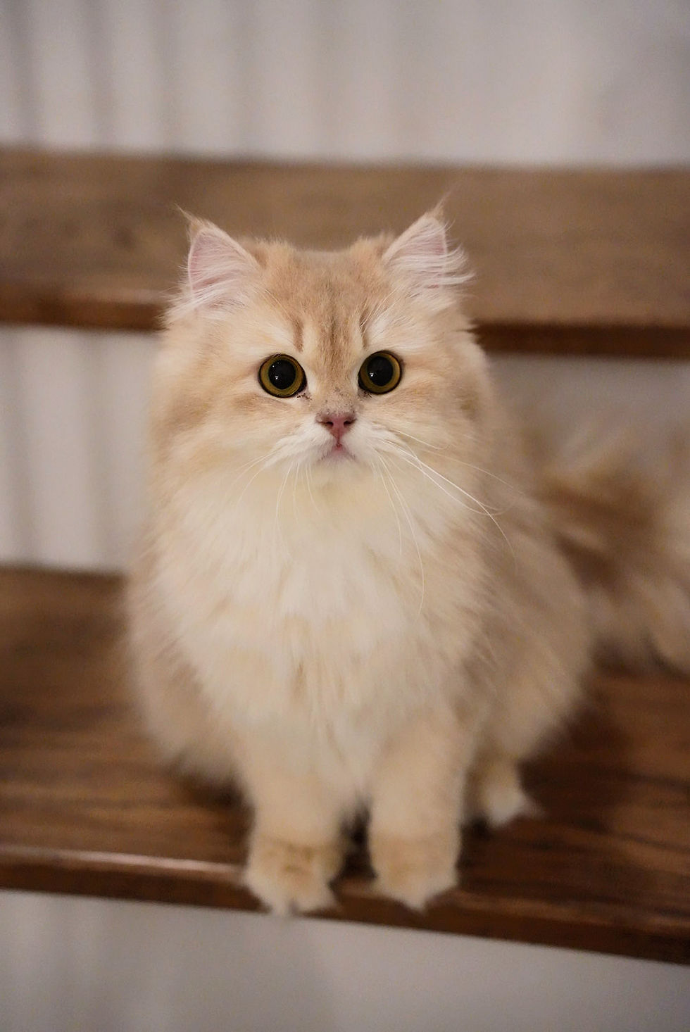 Cookie – Lilac Golden