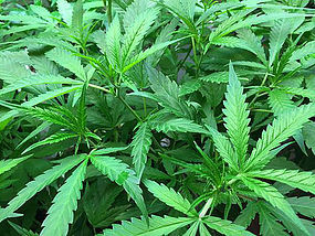 Palau leader will back medical marijuana bill, but not recreational use
