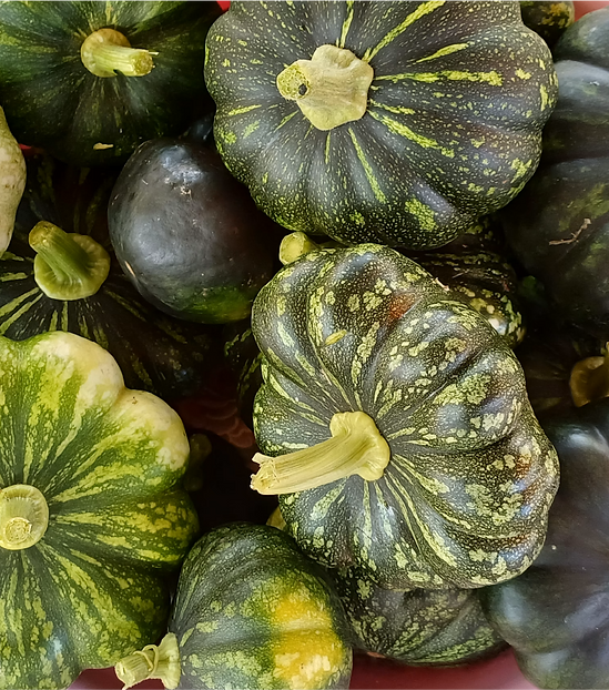 calabaza-kuumArtboard 3_4x.png