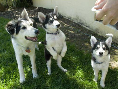 siberian husky x border collie
