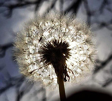 access bars-espace-colibri.jpg