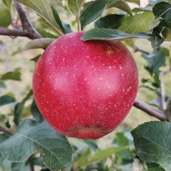 liberty apple.jpeg