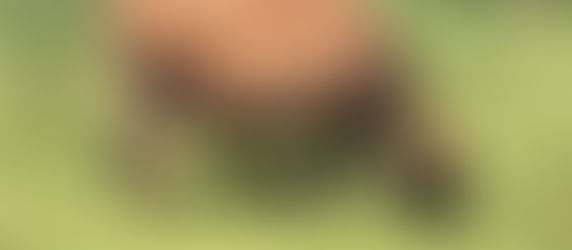 7月1日(木)までのご予約がいっぱいになりました!