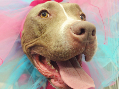 The Wait is Over: Lola's Story