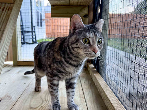 Unlocking A Happier Life for Your Cat: The Power of Enrichment