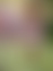 DR3: Ritorno al successo contro Castello