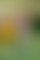 DR3: L'Aronne Gardini chiude il 2025 imbattuta