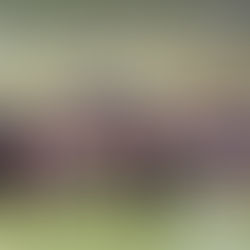 Mattinata di basket a scuola