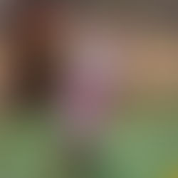 DIVREG: Successo risicato a Castel Bolognese