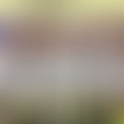 U18: Imola vince a Fusignano