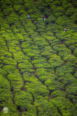 Inde/Munnar