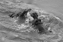 Afrique du Sud/Kruger