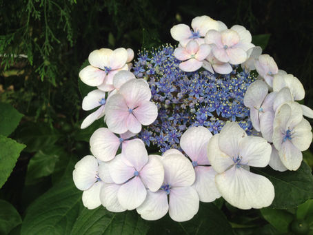 Surrendering to True Self 真我に委ねる