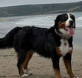 595133d4-d615-486c-860a-2dc2dab04fdf_edi