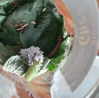 Hornworm + Wasp eggs.