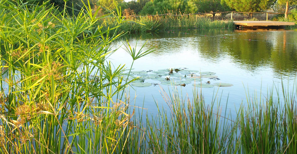 Lirios de agua en el lago