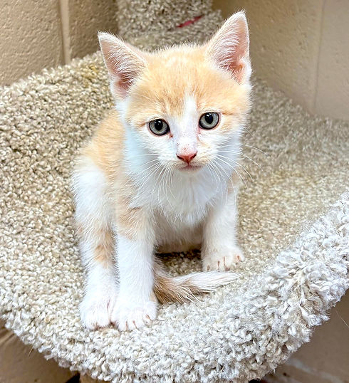 Kitten.jpeg