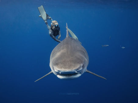 Four Tiger Sharks Have Been Killed In Australia