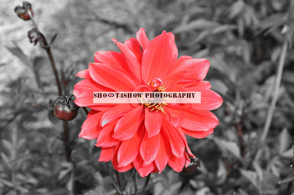 Flower 30.07.12 (1) a wm
