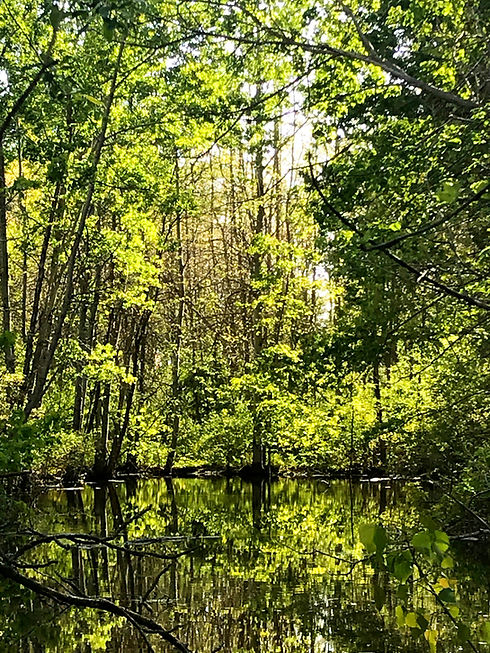 Spring Pond 3_edited.jpg