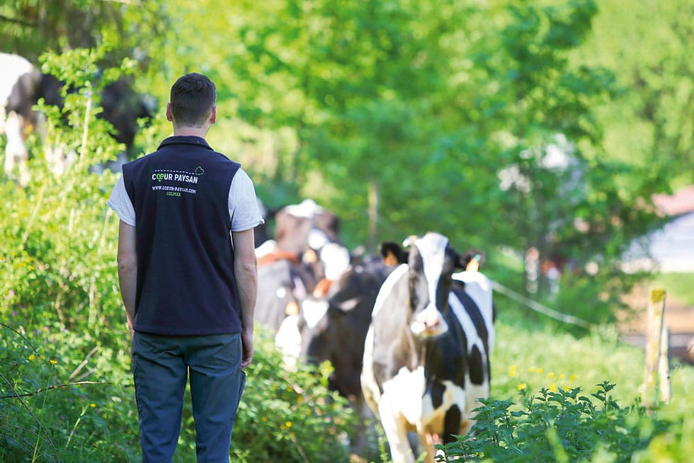 Homme et vaches au pâturage