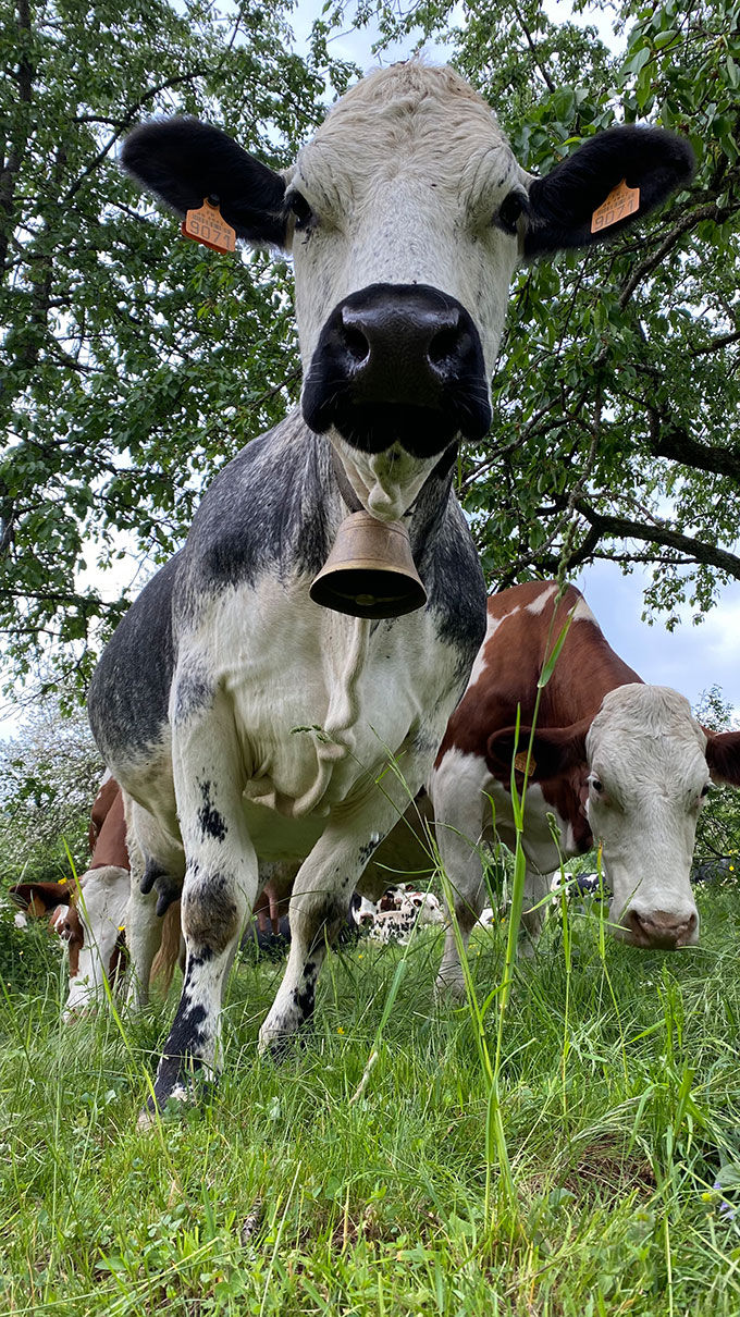 vache