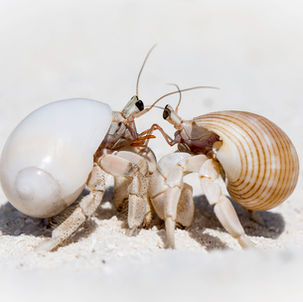 All Content © Copyright 2023 Andrew Hughes Photography