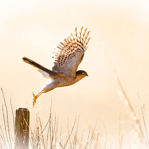 All Content © Copyright 2026 Andrew Hughes Photography