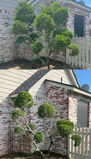 Topiary Pom trimming